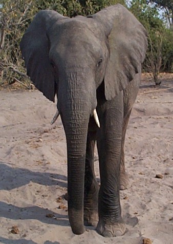 image of elephant